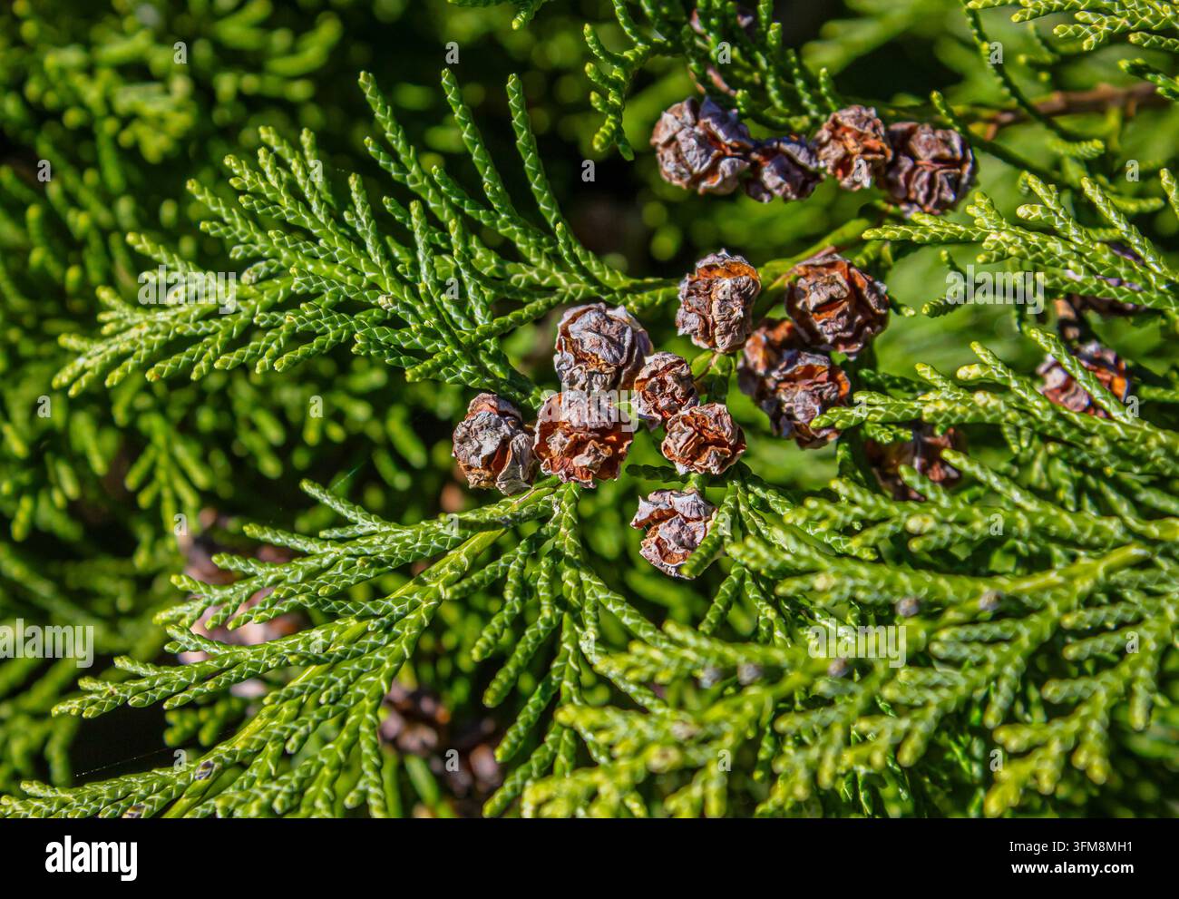 Rami di tuia verdi con coni di semi marroni, vista ravvicinata per sfondo botanico sempreverde, progettazione del giardino e banner dell'ambiente naturale Foto Stock