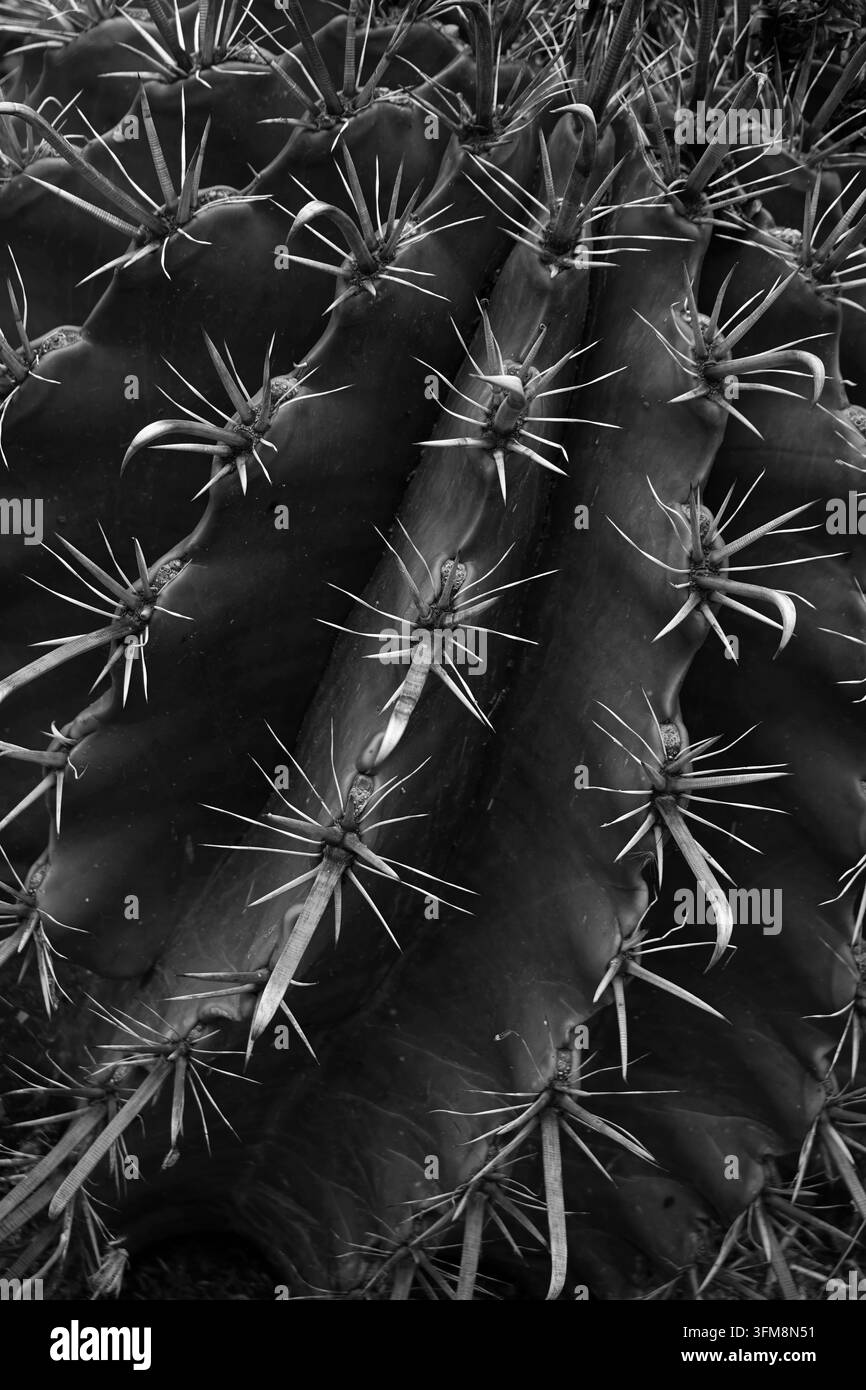Dettaglio spine di cactus, ammassi di spine affilate della pianta Ferocactus come texture di sfondo. Bianco e nero. Foto Stock