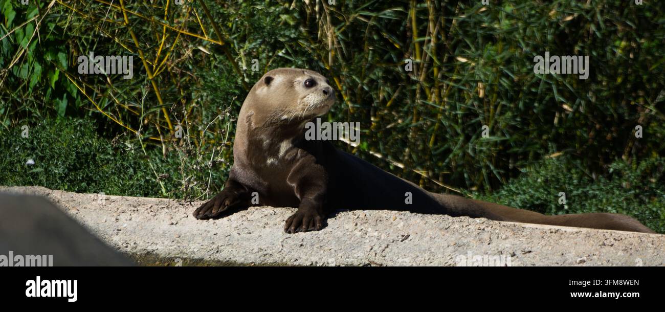 Lontra gigante (Pteronura brasiliensis) che riposa su una sporgenza di cemento, guardinga contro uno sfondo di fogliame verde lussureggiante Foto Stock