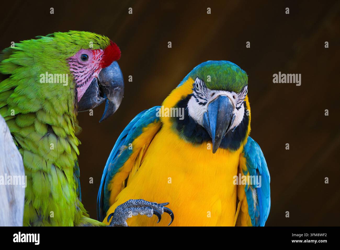 Ritratto ravvicinato di un Ara militare (Ara militaris) e di un Ara blu e oro (Ara ararauna) appollaiati insieme. Foto Stock