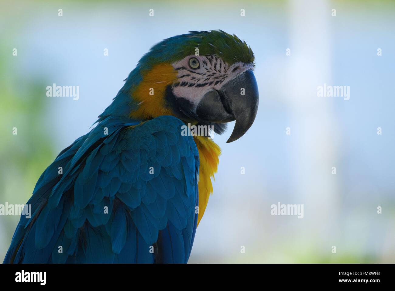 Prima piano del profilo di un vivace Ara ararauna (Ara ararauna) con un piumaggio blu e giallo straordinario. Foto Stock