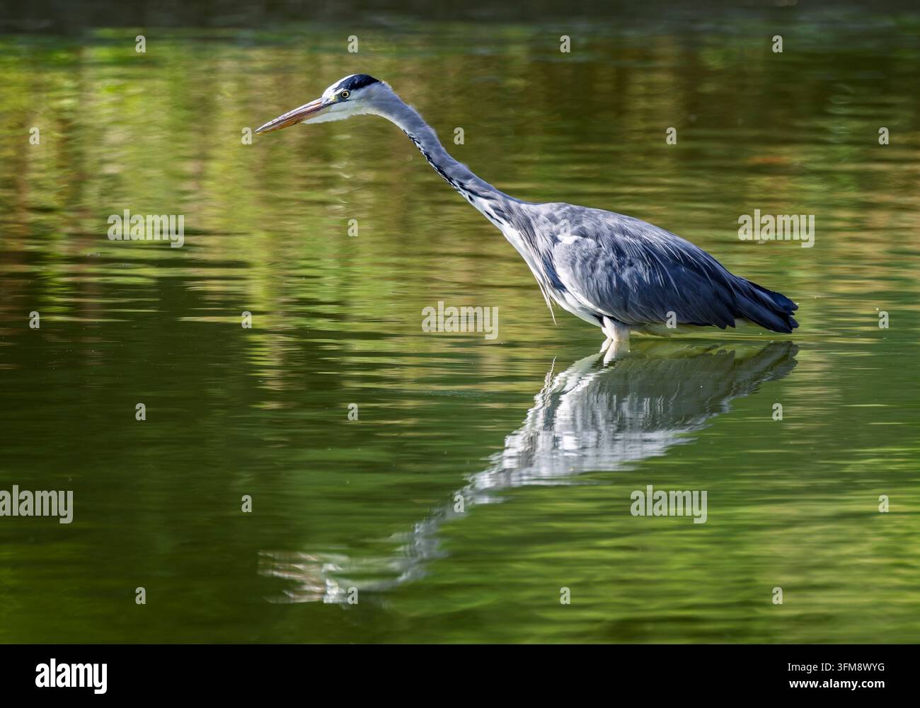 Primo piano di un airone pronto a catturare un pesce nel lago di Warminster, Wiltshire, UK Foto Stock