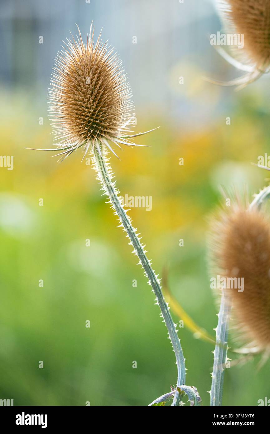 Capolino di semi di cardo secco su stelo spinoso con bokeh verde e dorato colorato nella natura della tarda estate Foto Stock