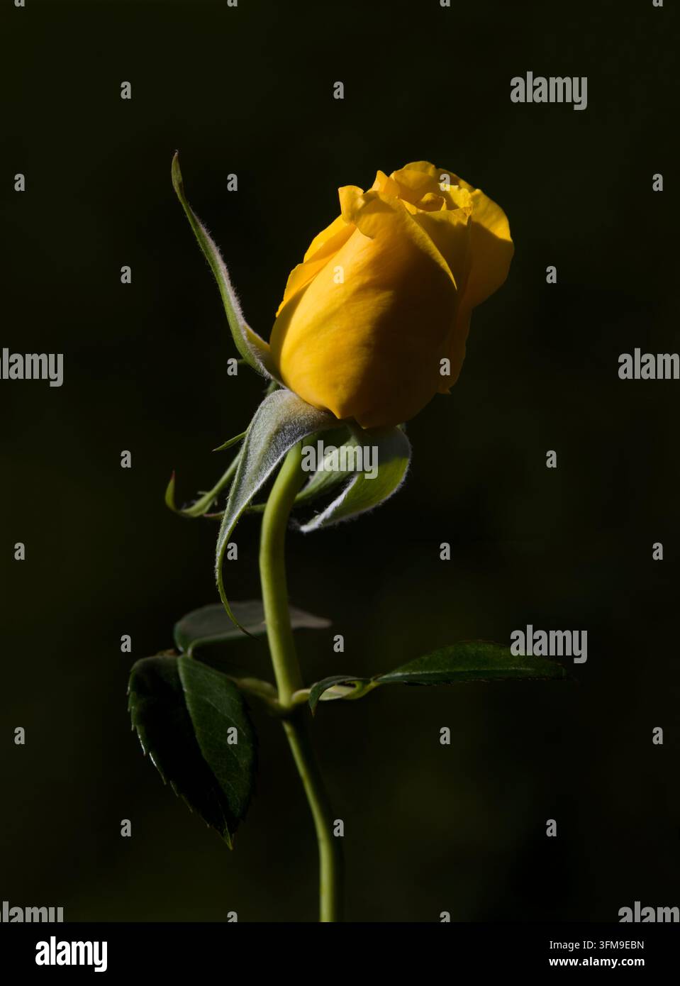 Rosa gialla Infermiera Rosa Tracey Davies Angelo Custode Foto Stock