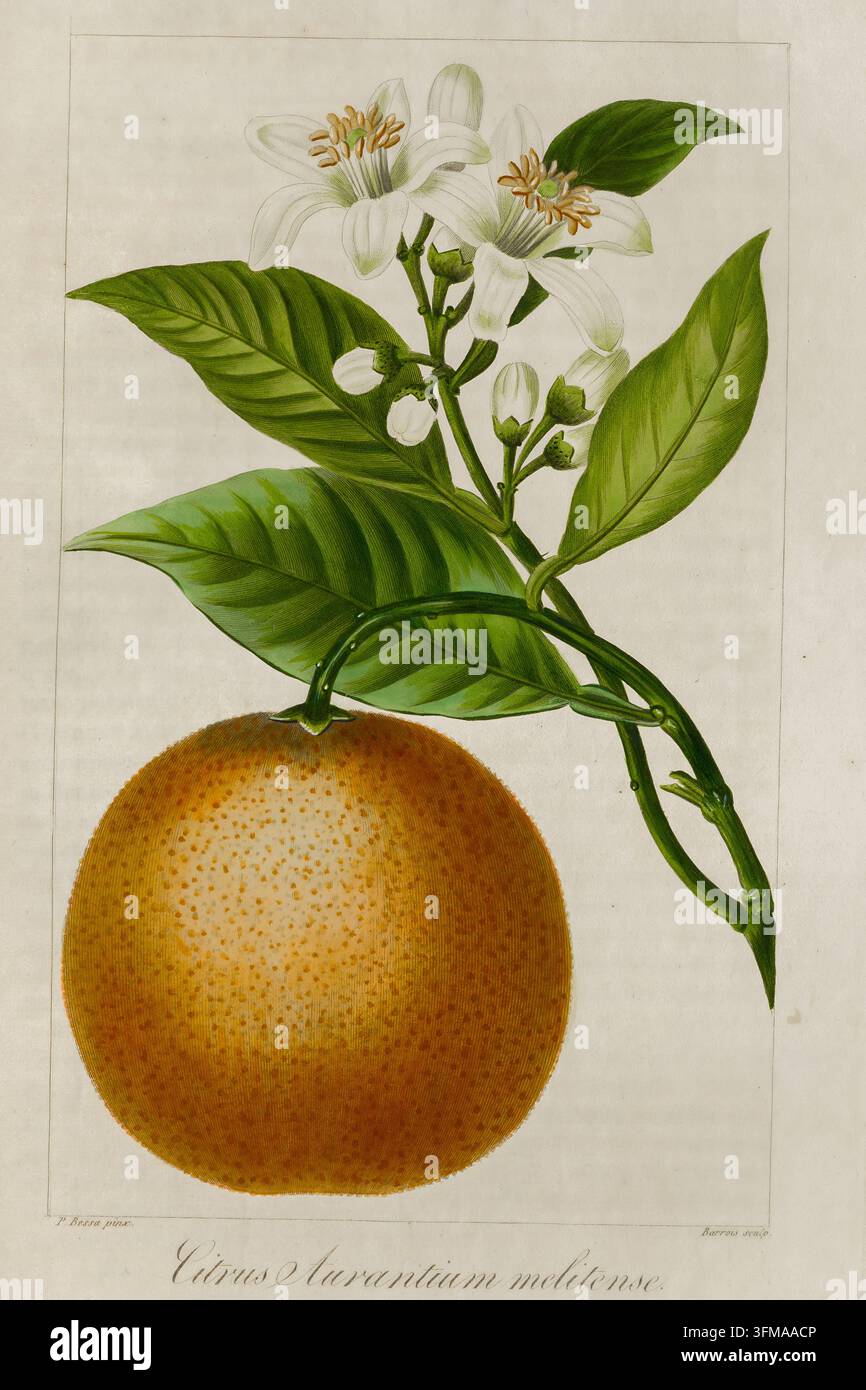 Illustrazione botanica di un ramo di arancio amaro con un frutto maturo, foglie verdi e fiori bianchi con boccioli. DIPINTO DA NATURA DA PANCRACE BESSA, Pubblicato 1824 Foto Stock