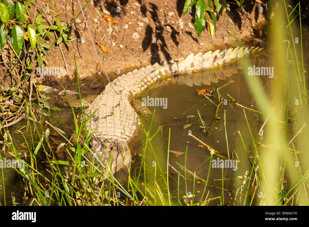 Coccodrillo selvatico mimetizzato nelle acque poco profonde della foresta pluviale amazzonica con una riva di vegetazione naturale Foto Stock