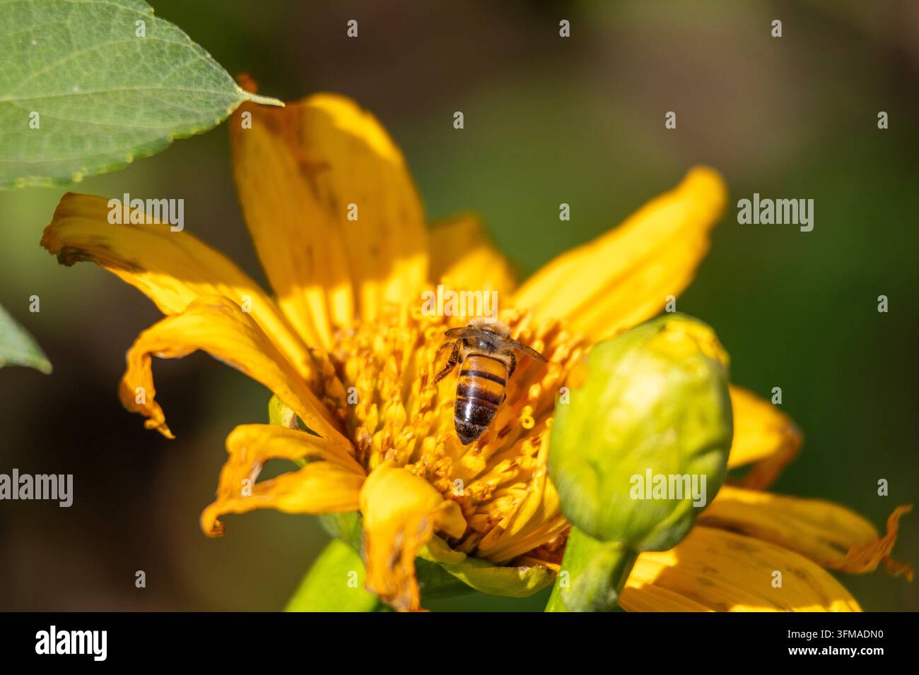 Ape che raccoglie polline su un fiore giallo brillante alla luce naturale con uno sfondo morbido Foto Stock