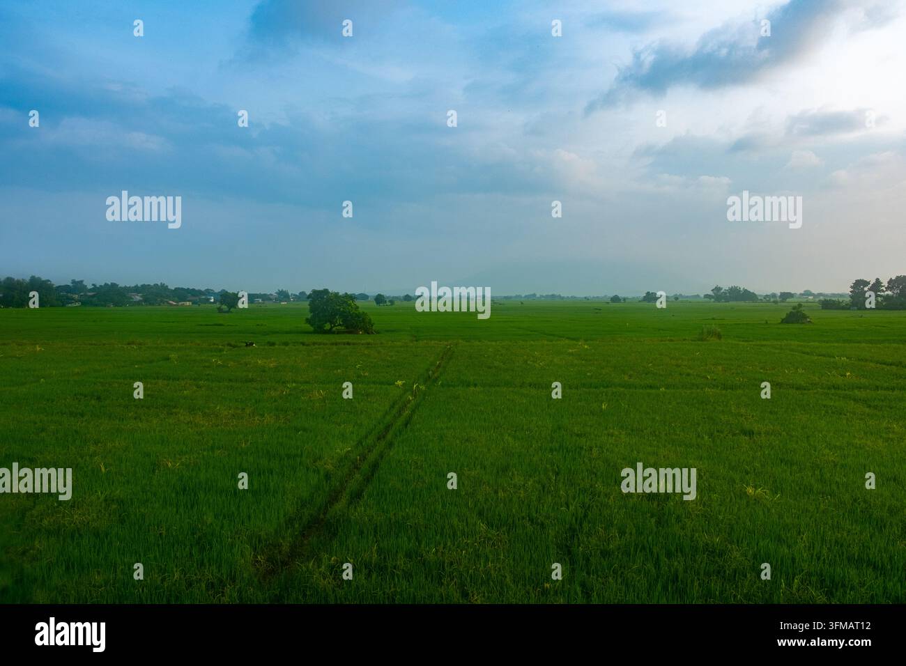 Campo di riso nelle Filippine sotto un cielo nuvoloso con piante verdi e sentieri visibili nel paesaggio Foto Stock