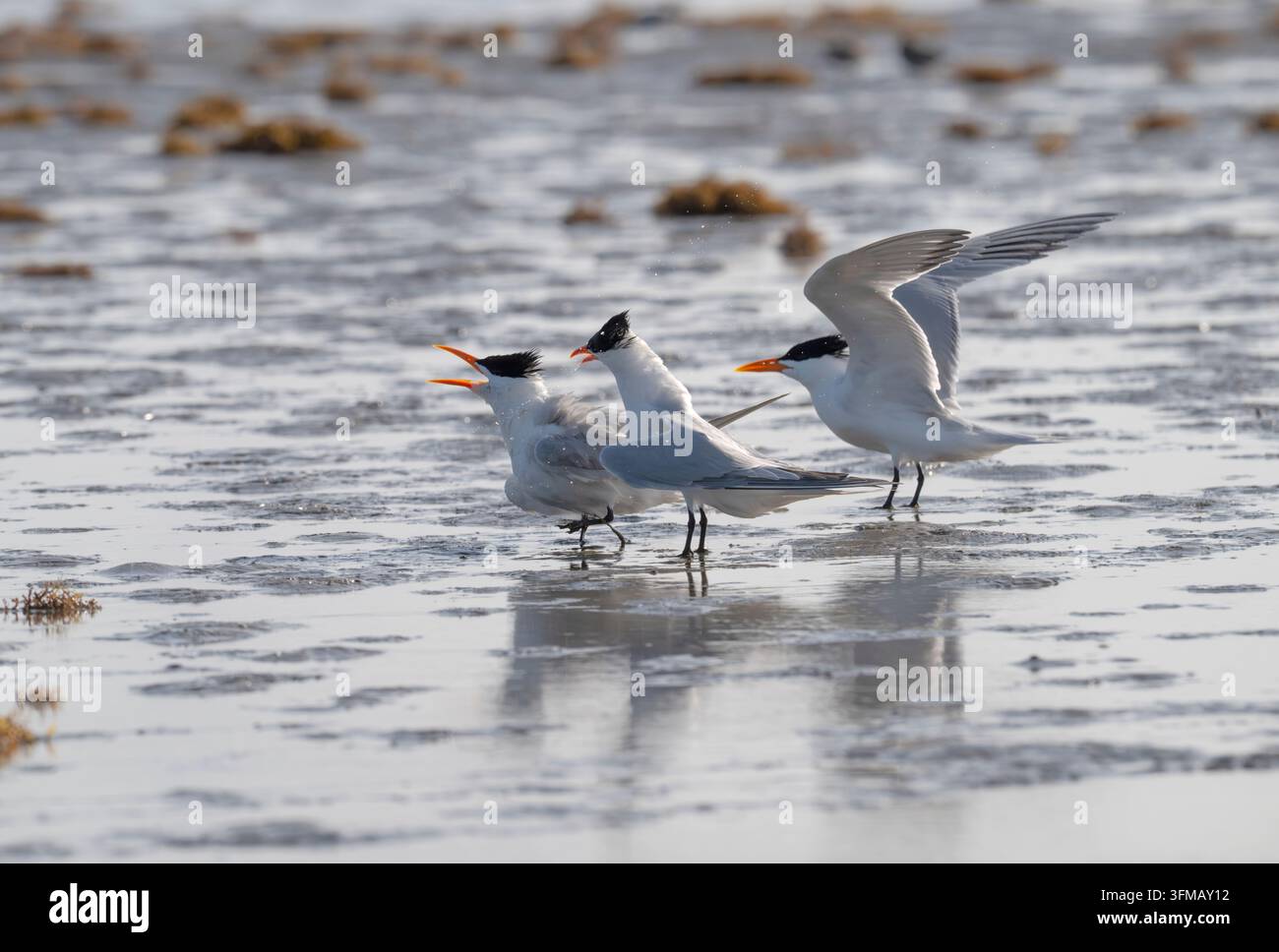 Sternie reali (Thalasseus maximus) impegnati in un comportamento di corteggiamento o accoppiamento su una riva sabbiosa, East End, Galveston Foto Stock