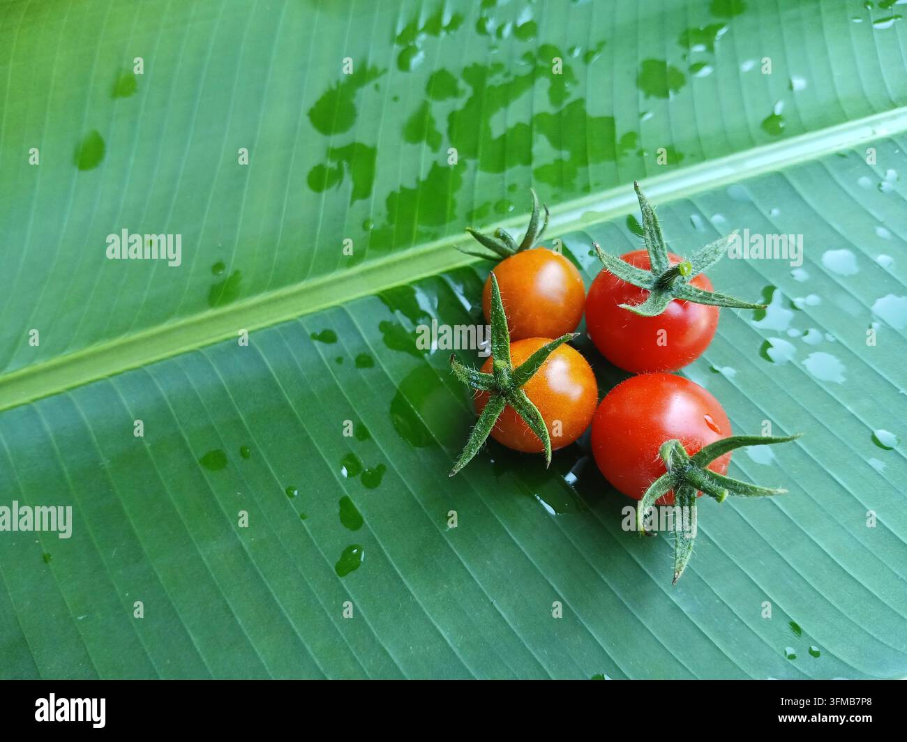 Quattro pomodorini maturi su foglia di banano verde nel giardino tropicale di Kendari in Indonesia, verdure biologiche coltivate in casa - Immagine stock catturata con smartphone