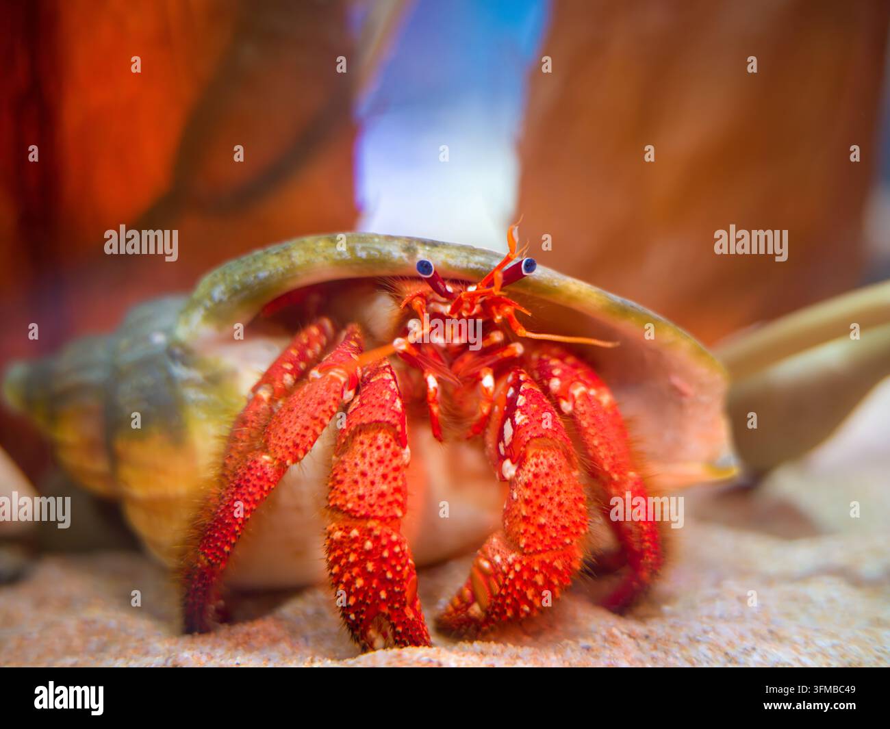 Granchio eremita alla fragola (Coenobita perlatus) emerge dal suo guscio in un ritratto in primo piano, Thailandia. Foto Stock