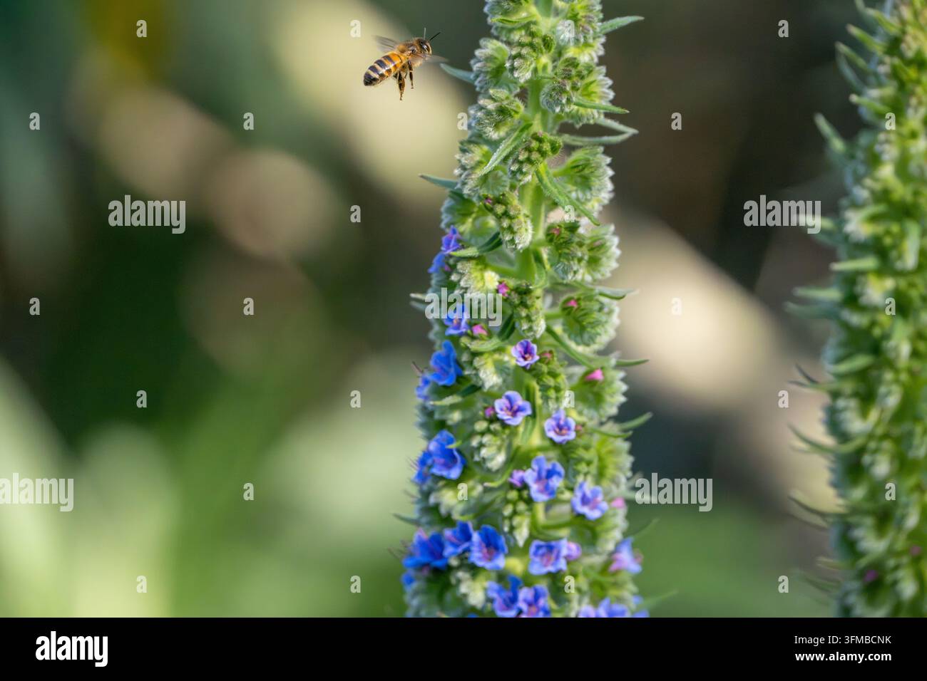 Ape (Apis mellifera) in volo verso una spiga di fiori di Echium candicans, azione di impollinazione, fauna del giardino, primavera, Australia Foto Stock
