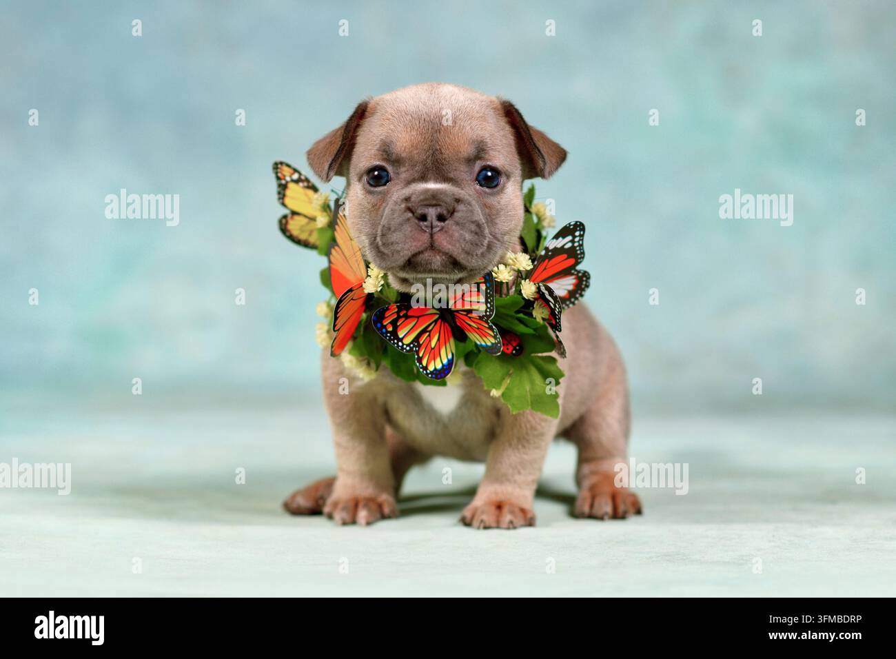 Simpatico cucciolo di bulldog francese con collare a farfalla davanti a uno sfondo blu chiaro in studio Foto Stock