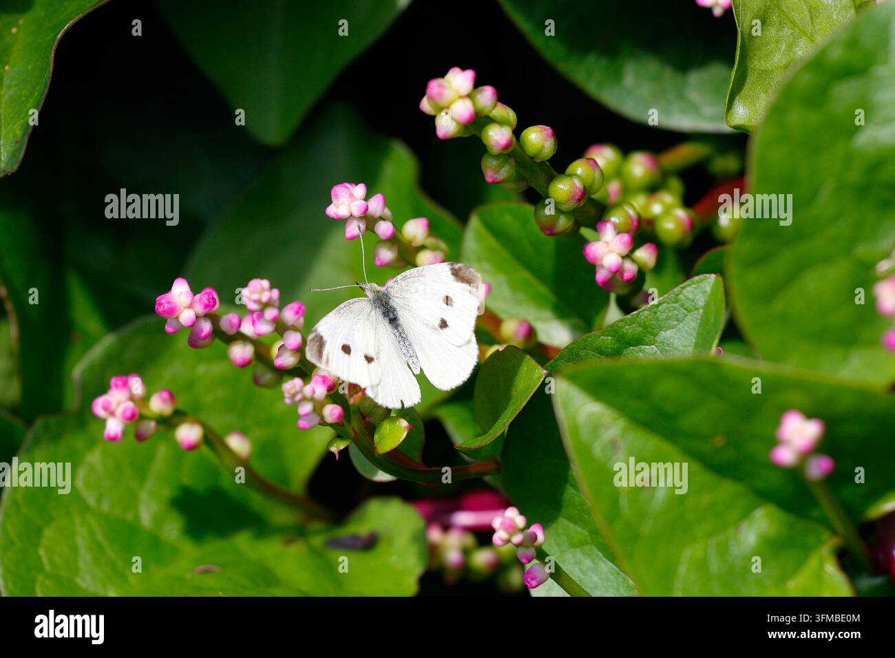 Una farfalla bianca del cavolo (Pieris rapae) su un fiore in boccio di una vite di spinacio del Malabar (Basella alba) Foto Stock