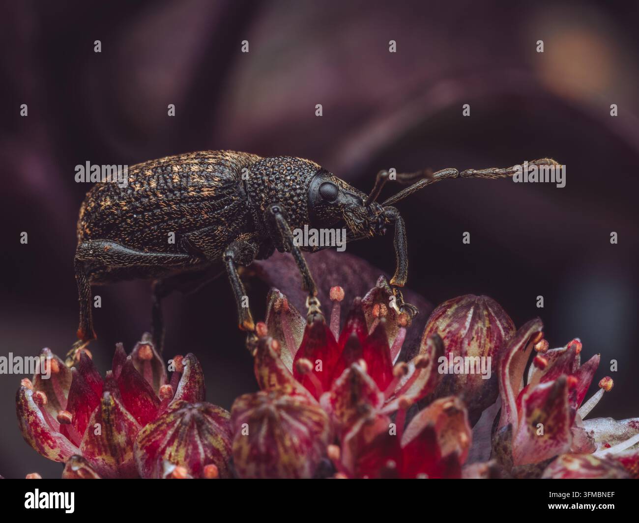 Un'estrema close-up di un tarlo della vite 'Otiorhynchus sulcatus' che riposa su fiori Foto Stock