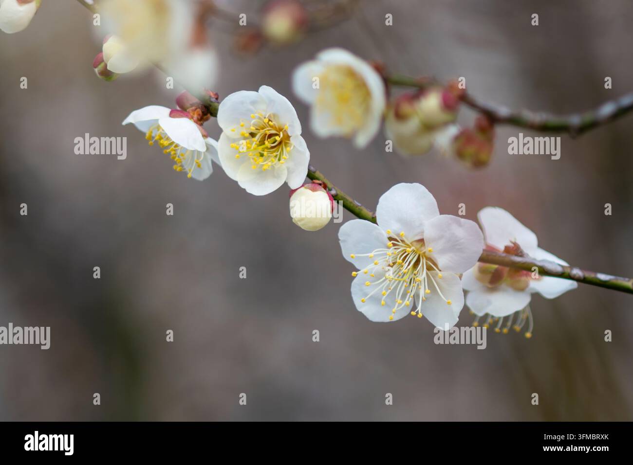 Delicati fiori di prugno si aprono lungo un ramo sottile. Foto Stock