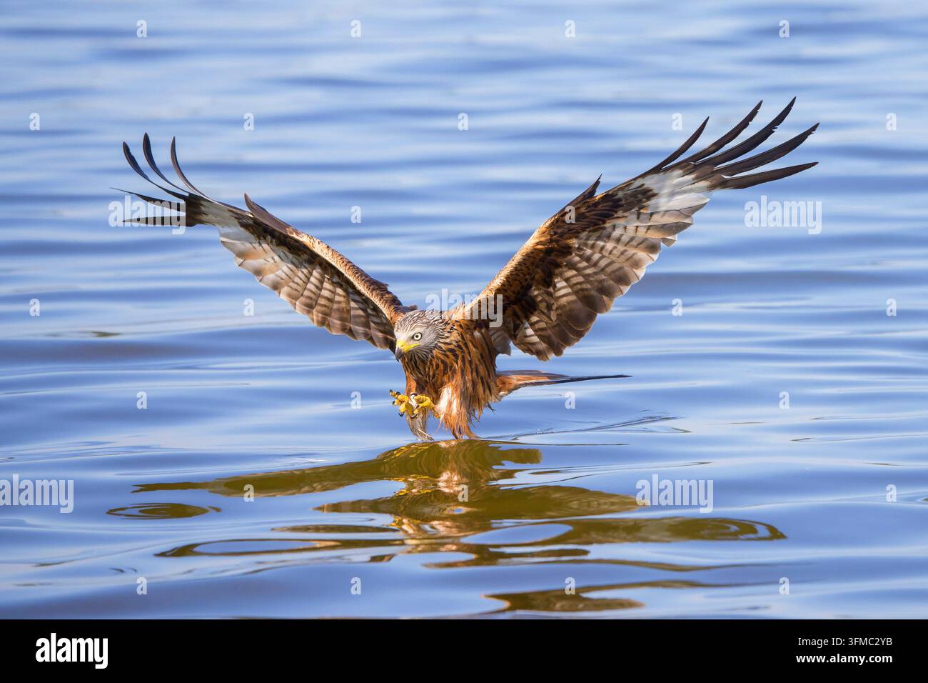 Nibbio rosso (Milvus milvus) Adulto che pesca. Germania Foto Stock
