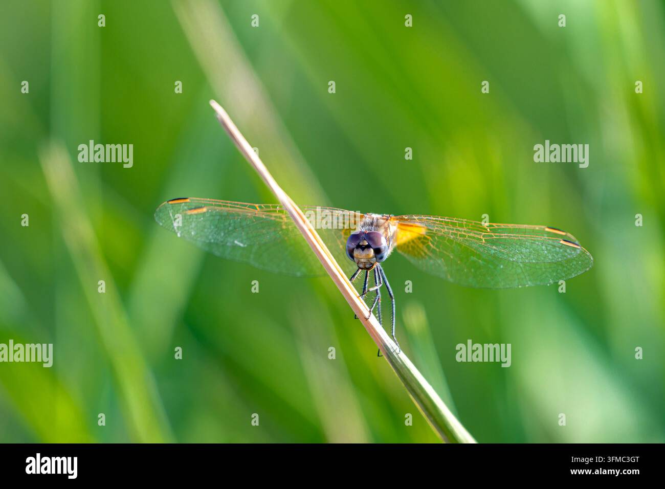 Libellula appollaiata su una canna su uno sfondo naturale verde morbido Foto Stock