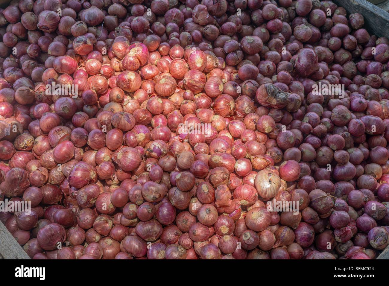 Mucchio di scalogno rosso che riempie una cassa di legno, vista a tutto campo di prodotti freschi di mercato Foto Stock
