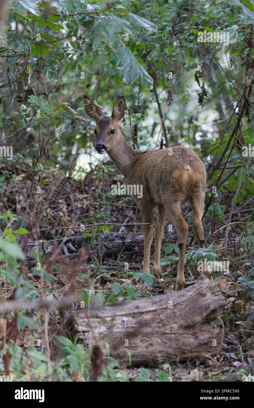 Giovane maschio di capriolo Capreolus x2, con corna a bottone (pedicelli) che mangia mele, pelo grigio rossastro di tarda estate, naso nero, mento bianco, grandi orecchie ovali, UK Foto Stock