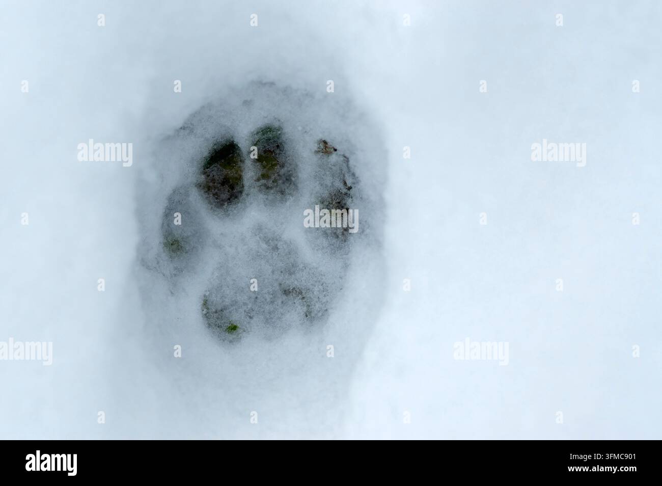 Gatto domestico. Impronta nella neve. Germania Foto Stock