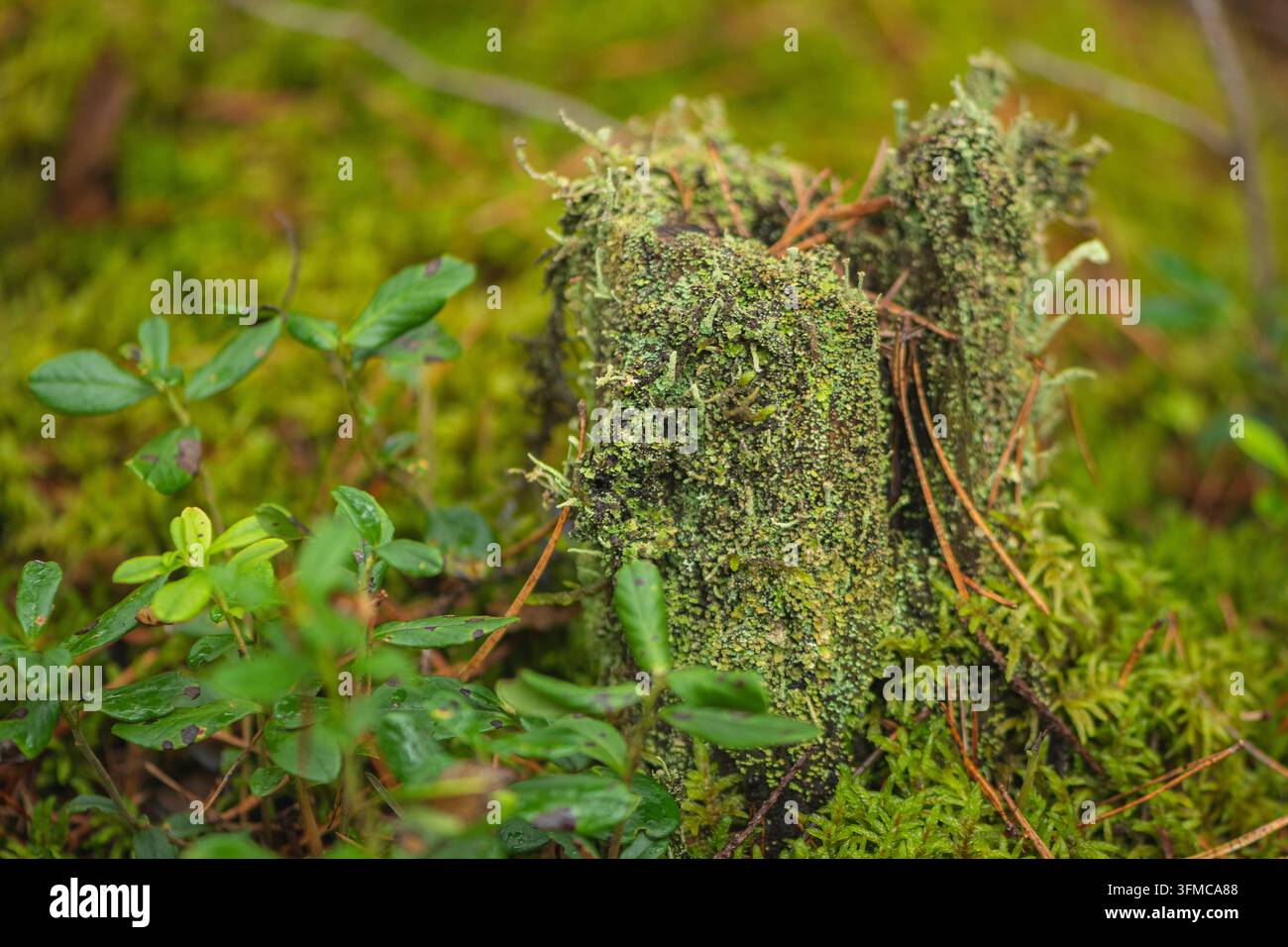 Ceppo d'albero in decomposizione pesantemente coperto da una fitta muschio verde seduto su un lussureggiante suolo boschivo in autunno Foto Stock
