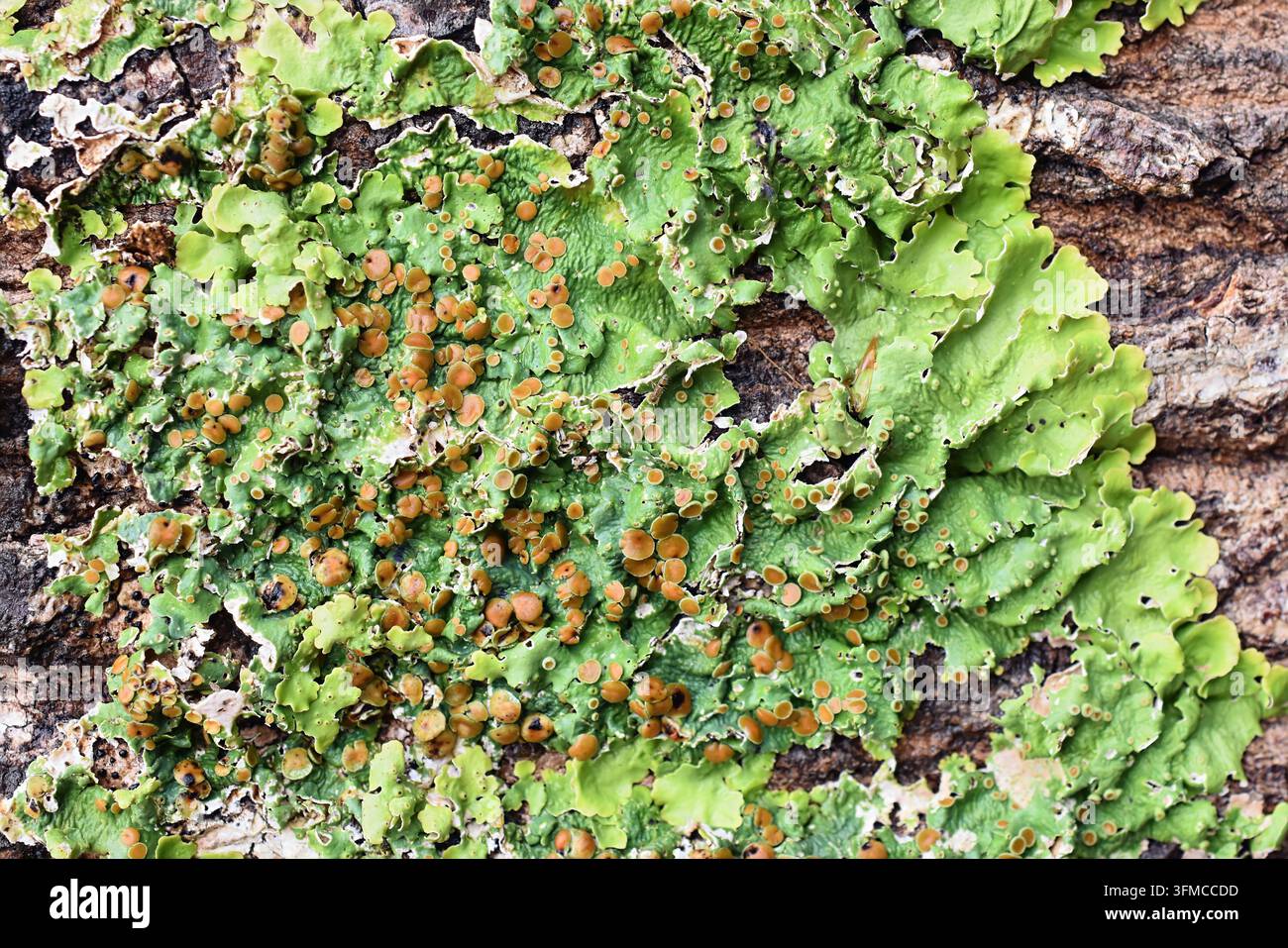 Macro di lichene Polmonaria liscia (Lobaria quercizans) con apoteci marrone-rossi su corteccia d'albero. Foto Stock
