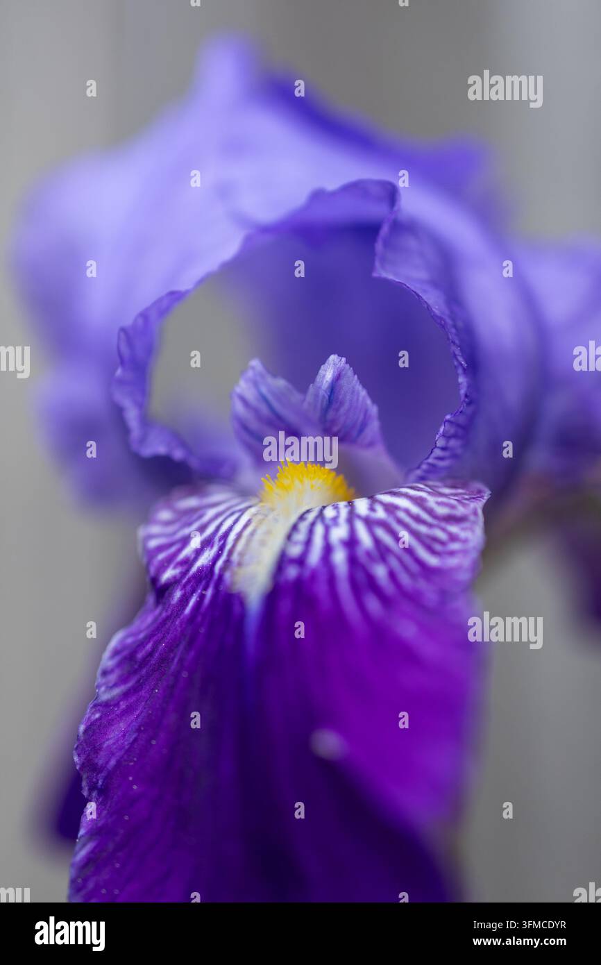 Una bellissima fioritura di iris viola in morbida messa a fuoco Foto Stock
