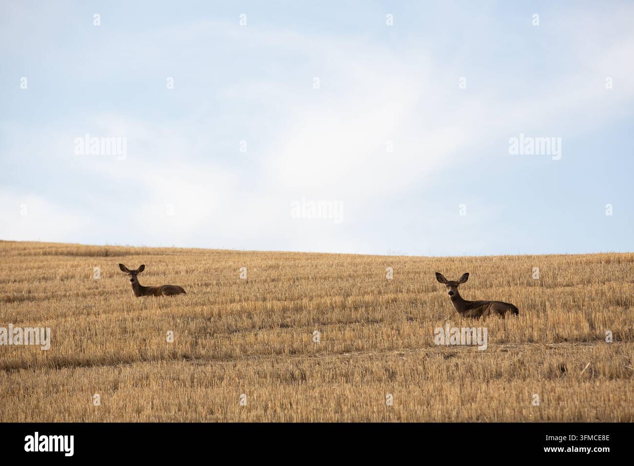 Due cervi che riposano su una collina in un campo dorato Foto Stock
