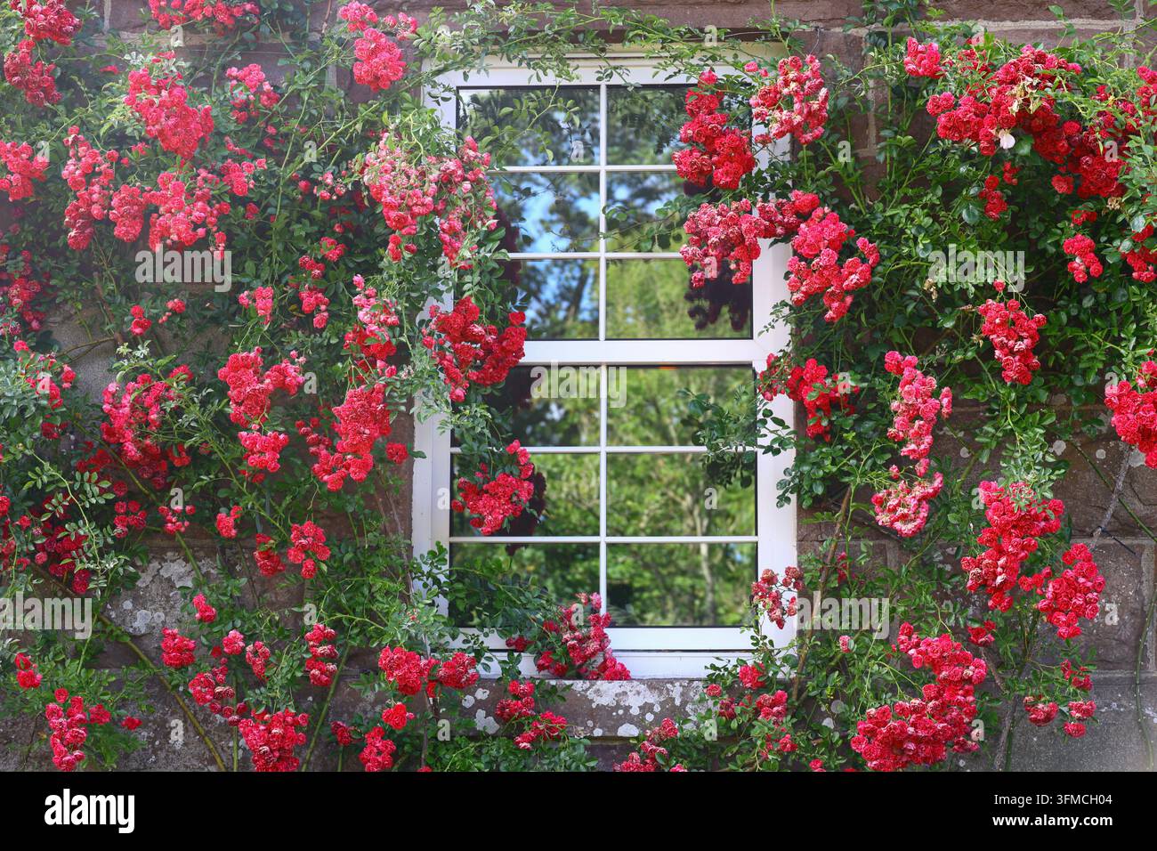 Rosse rose rampicanti incorniciano una finestra bianca a vetri quadrati Foto Stock