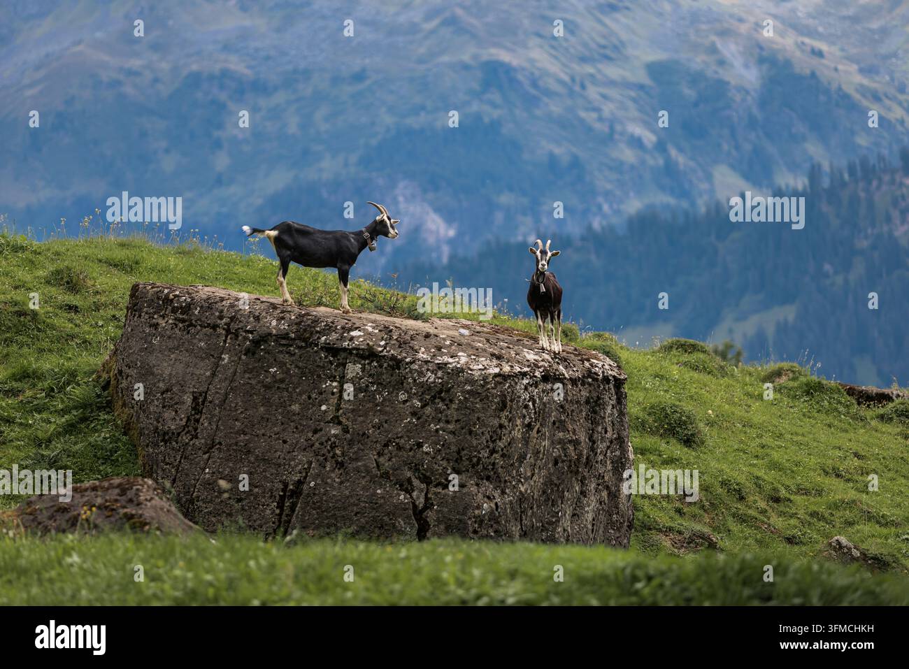 Due capre curiose in piedi su un grande masso tra le montagne Foto Stock