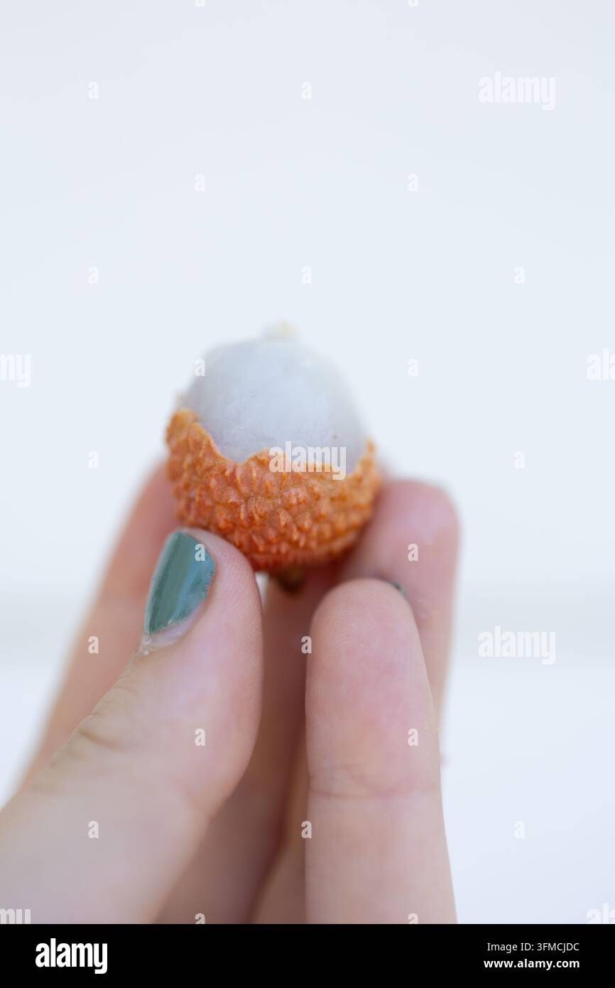 Una mano di donna che tiene un frutto di litchi parzialmente sbucciato Foto Stock