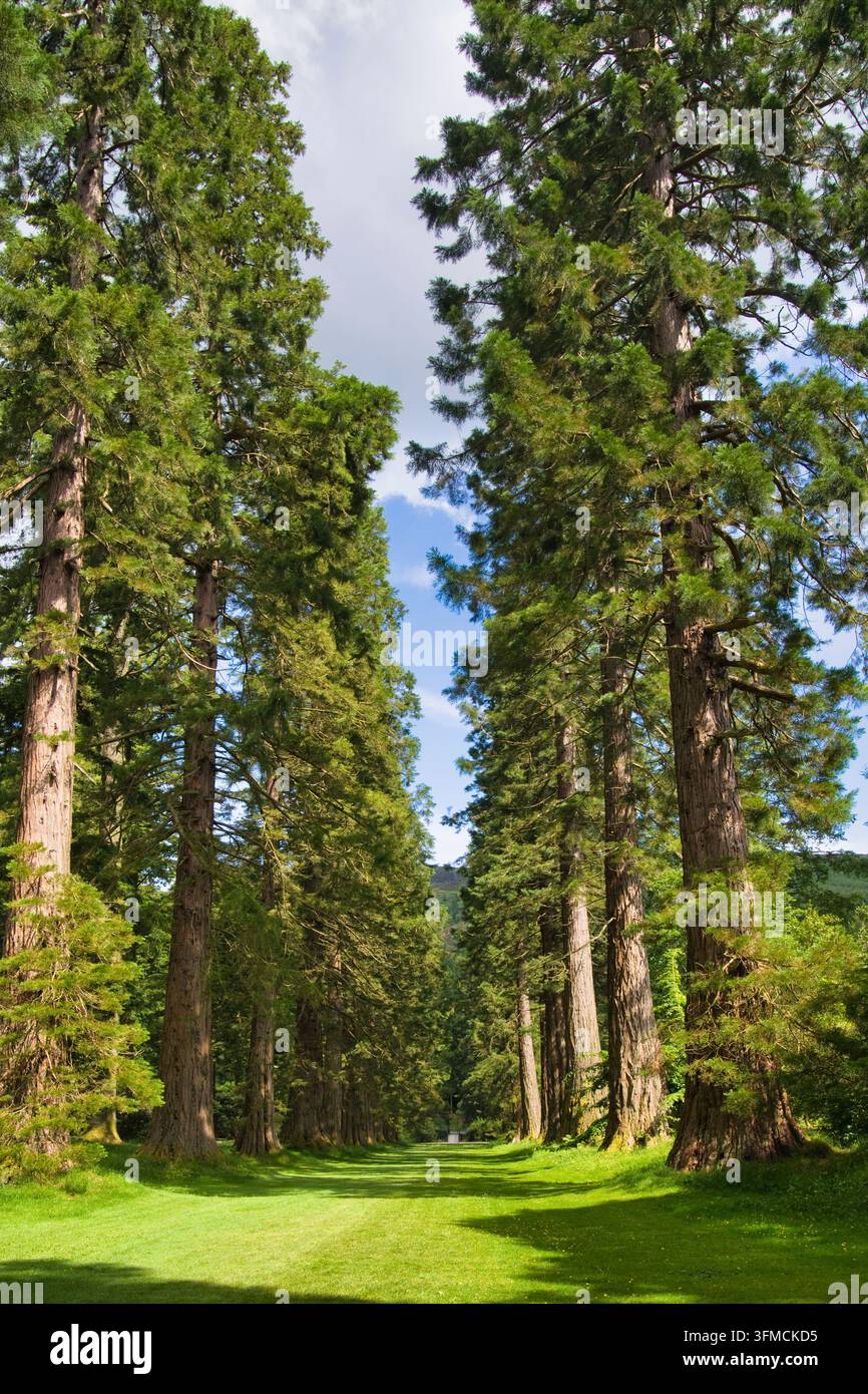 Redwood Avenue, Benmore Younger Botanic Garden, Argyl and Bute, Scozia. REGNO UNITO Foto Stock