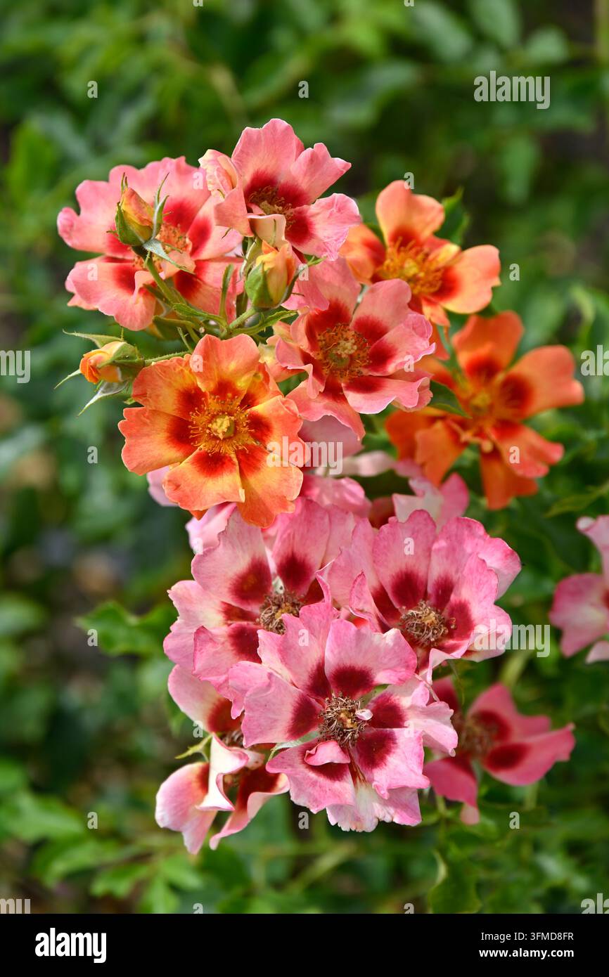 Fiori estivi singoli rosa della rosa ibrida Persica, Flame Babylon Eyes, che crescono in un giardino del Regno Unito a giugno Foto Stock