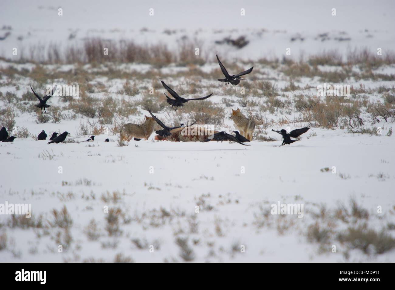 Vista di coyote che frugano in un cadavere in un paesaggio innevato con corvi che volano sopra, nel Parco Nazionale di Yellowstone, Stati Uniti. Foto Stock