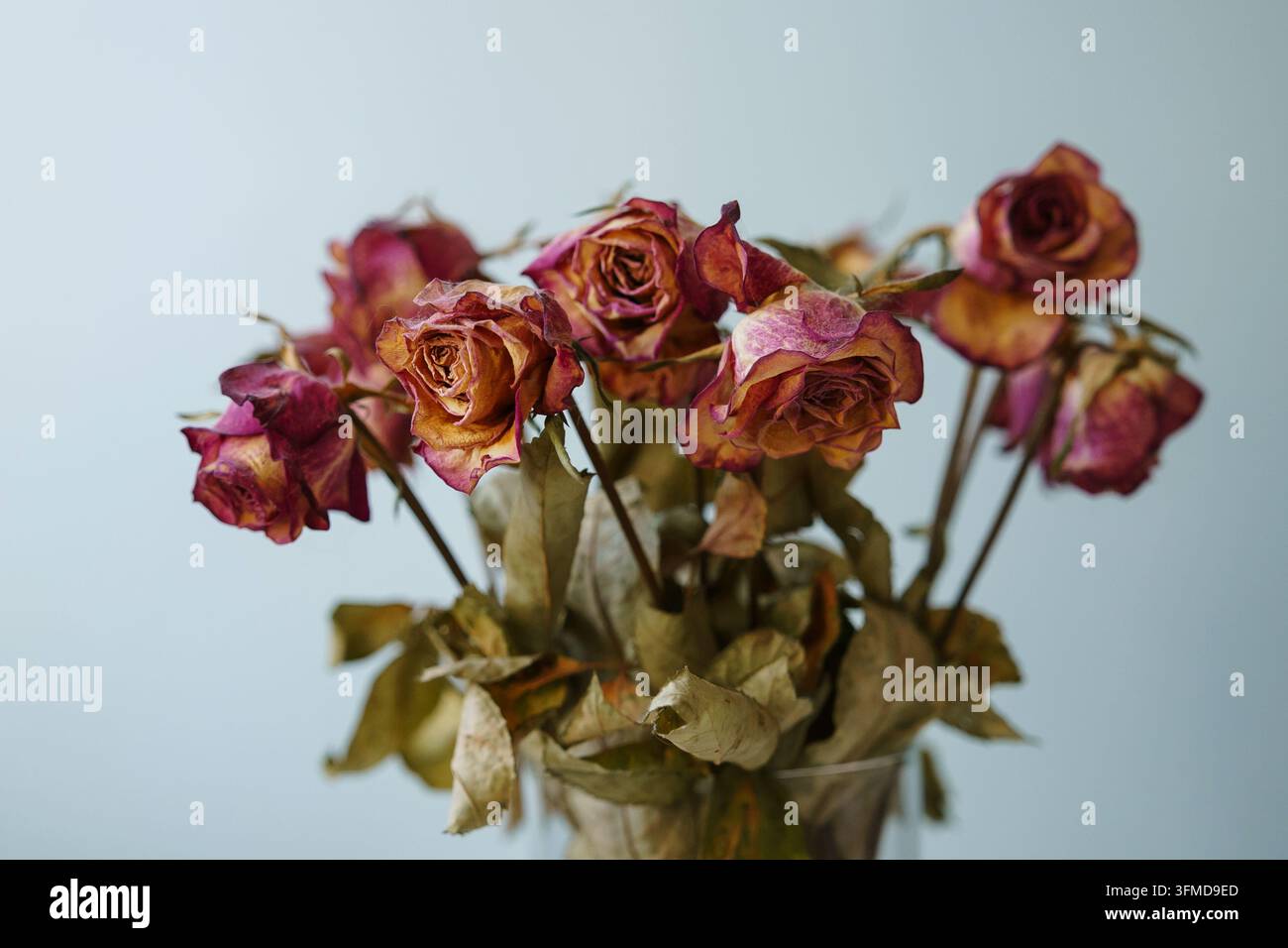 Mazzo di rose essiccate con petali rosa e marroni sbiaditi, che evocano un'atmosfera malinconica, vintage e nostalgica, memoria e perdita, un'estetica botanica vintage Foto Stock