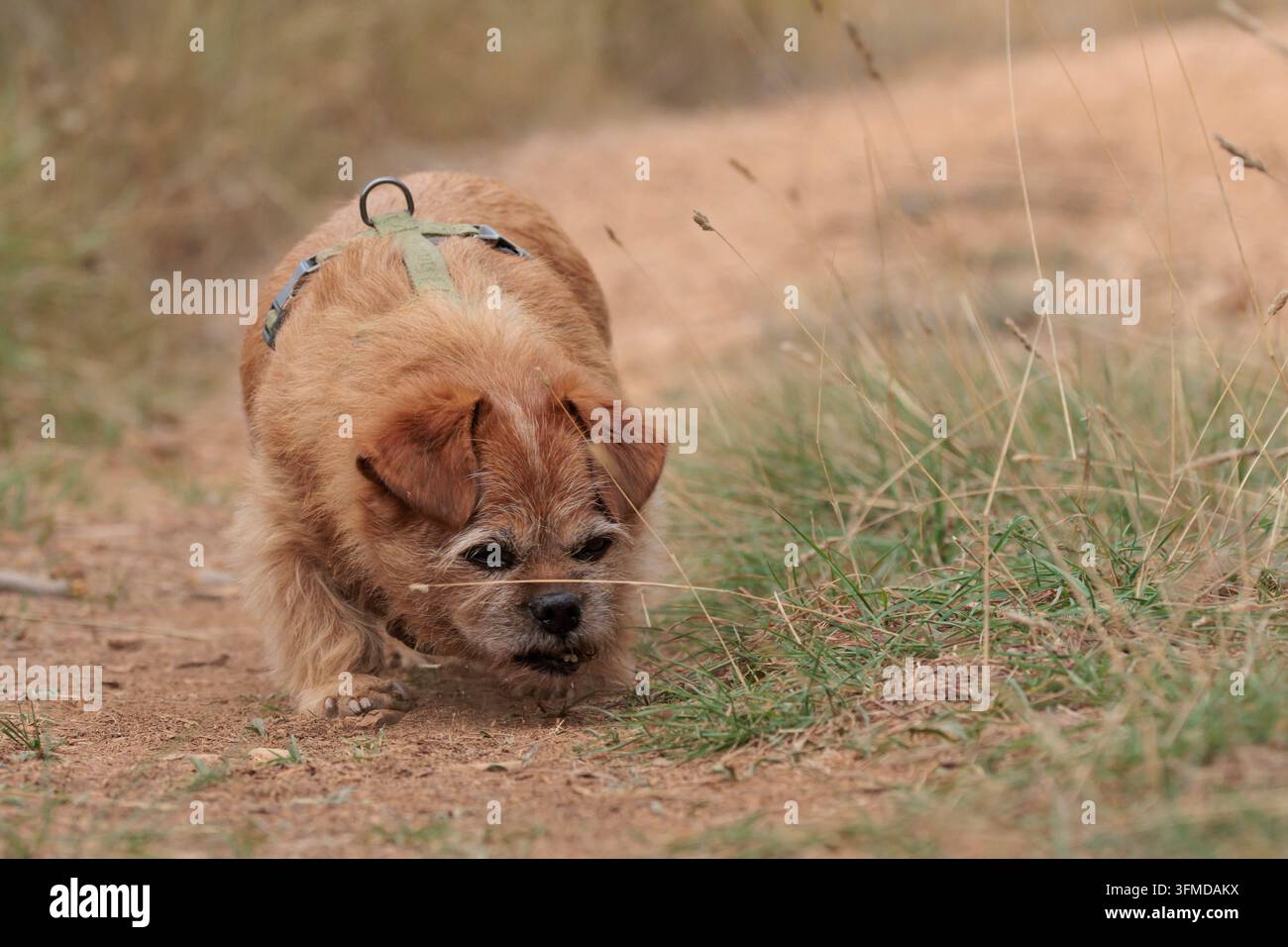 Cane anziana di razza mista che annusa il terreno su un sentiero sterrato Foto Stock