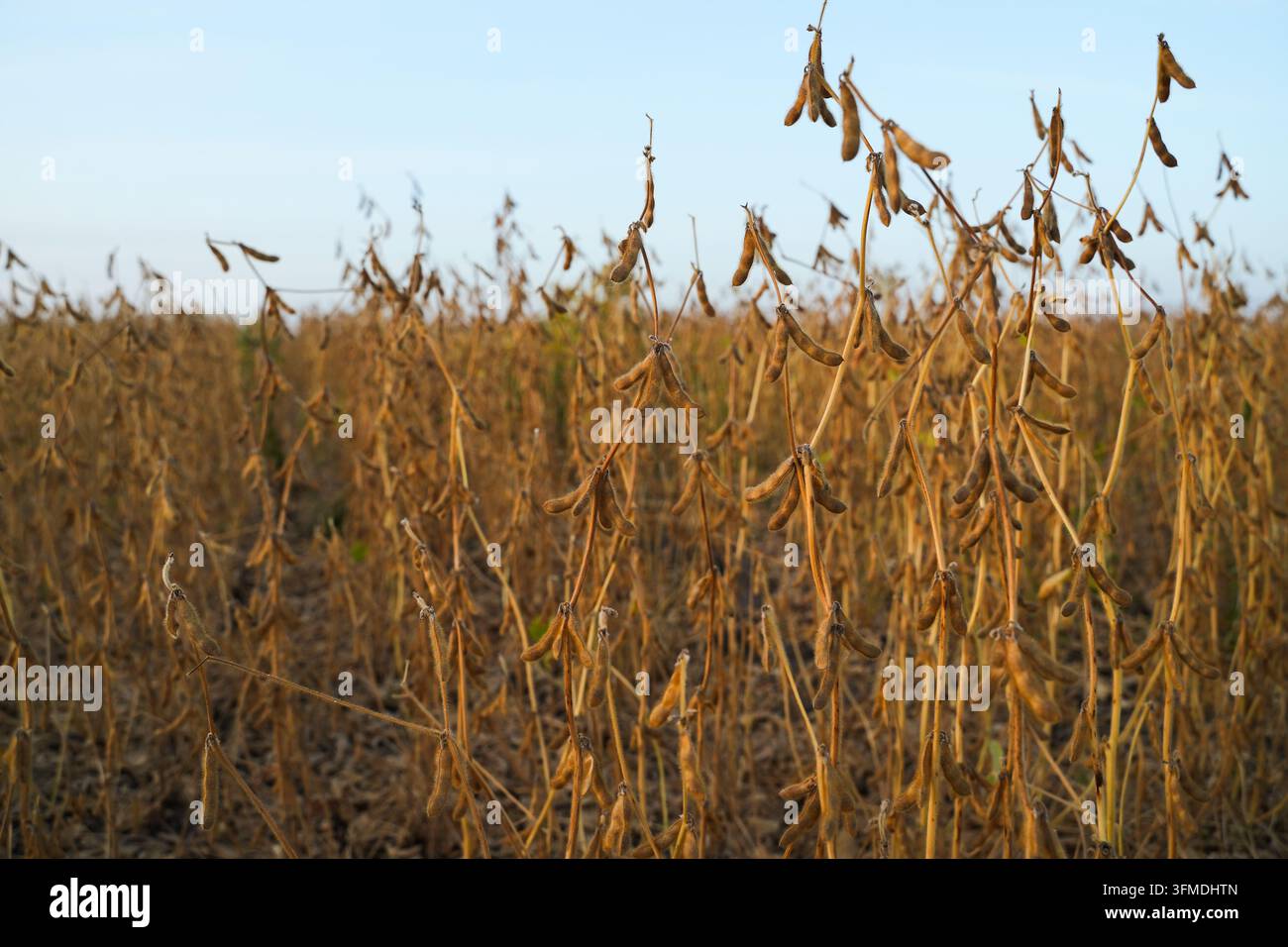 Coltura densa di soia con baccelli secchi che coprono il campo agricolo, stagione del raccolto autunnale in un paesaggio rurale agricolo Foto Stock