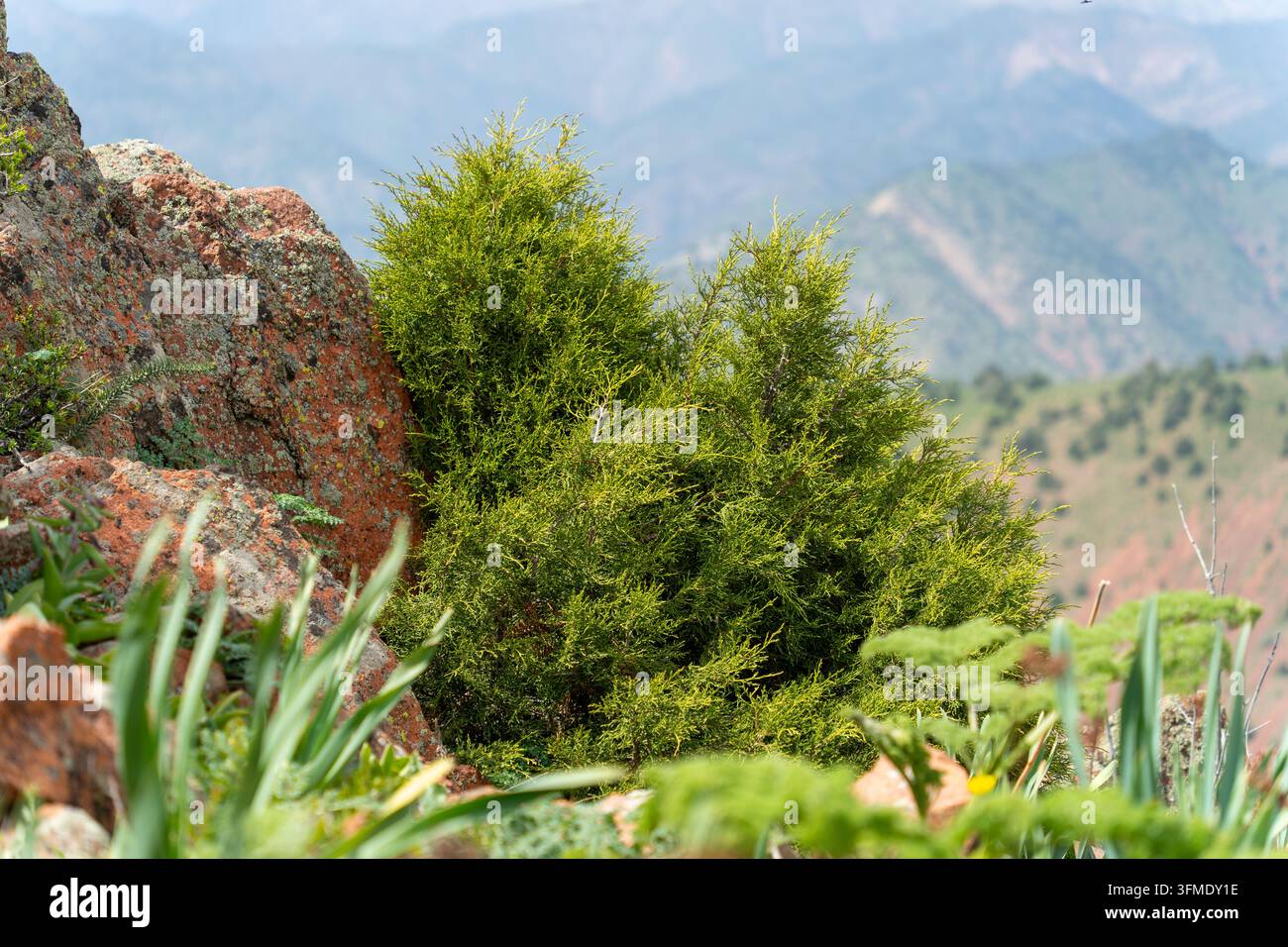 Arbuscolo di ginepro, montagne occidentali del Tian Shan Foto Stock