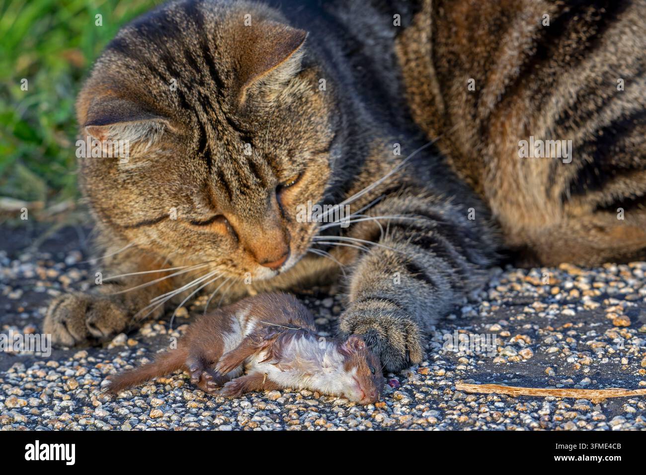 Gatto domestico / gatto che gioca con una preda di furetto più piccola uccisa / piccolo furetto / furetto comune (Mustela nivalis) catturato nel campo Foto Stock
