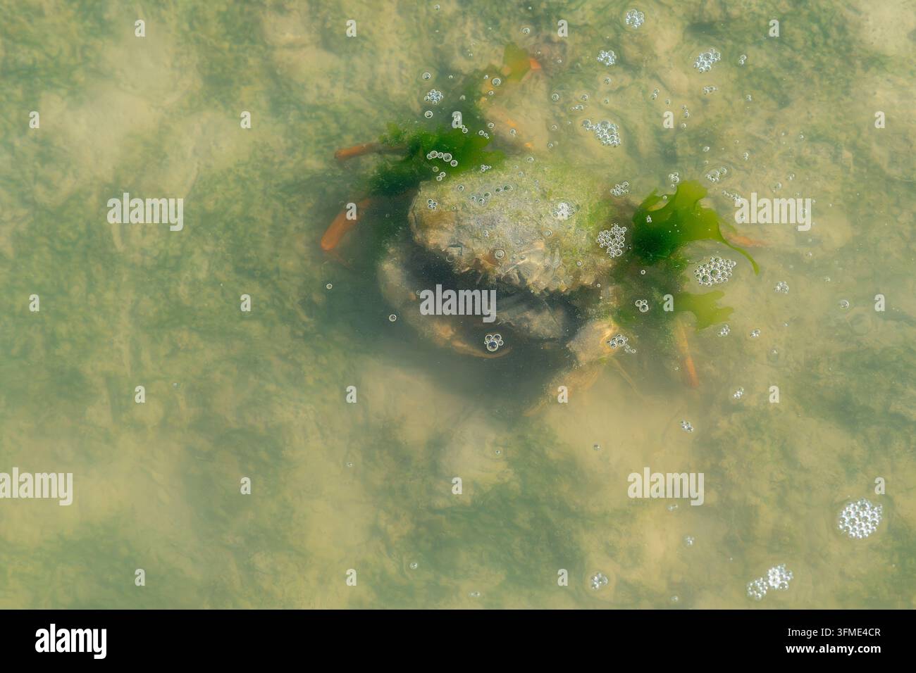 Granchio verde costiero / Granchio verde europeo (Carcinus maenas) coperto di alghe, che cerca cibo nelle acque basse lungo la costa del Mare del Nord Foto Stock