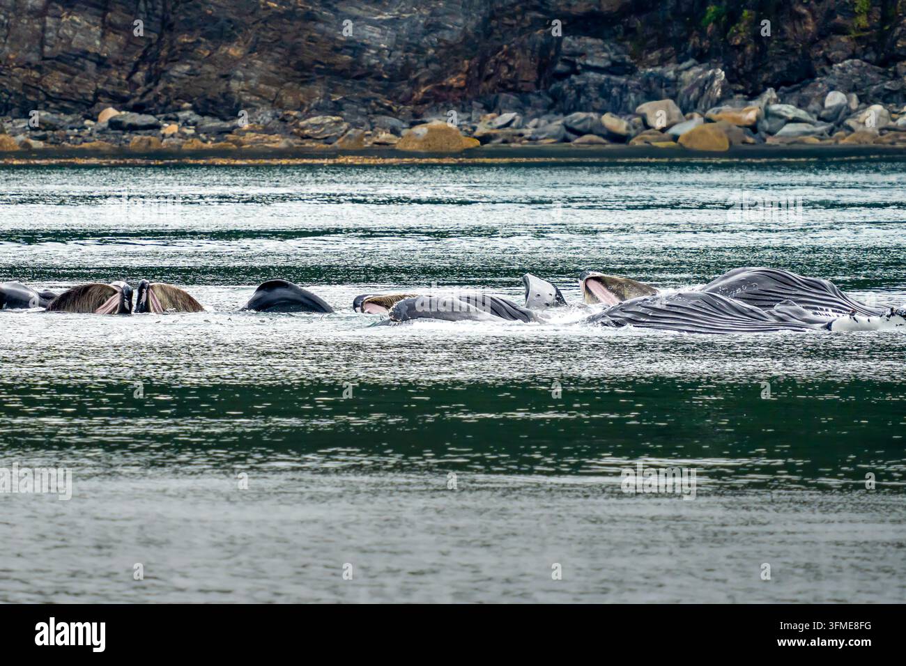 Vista di balene piloride che eseguono una caccia a rete di bolle con le bocche aperte vicino alla costa rocciosa di Juneau, Alaska, Stati Uniti. Foto Stock