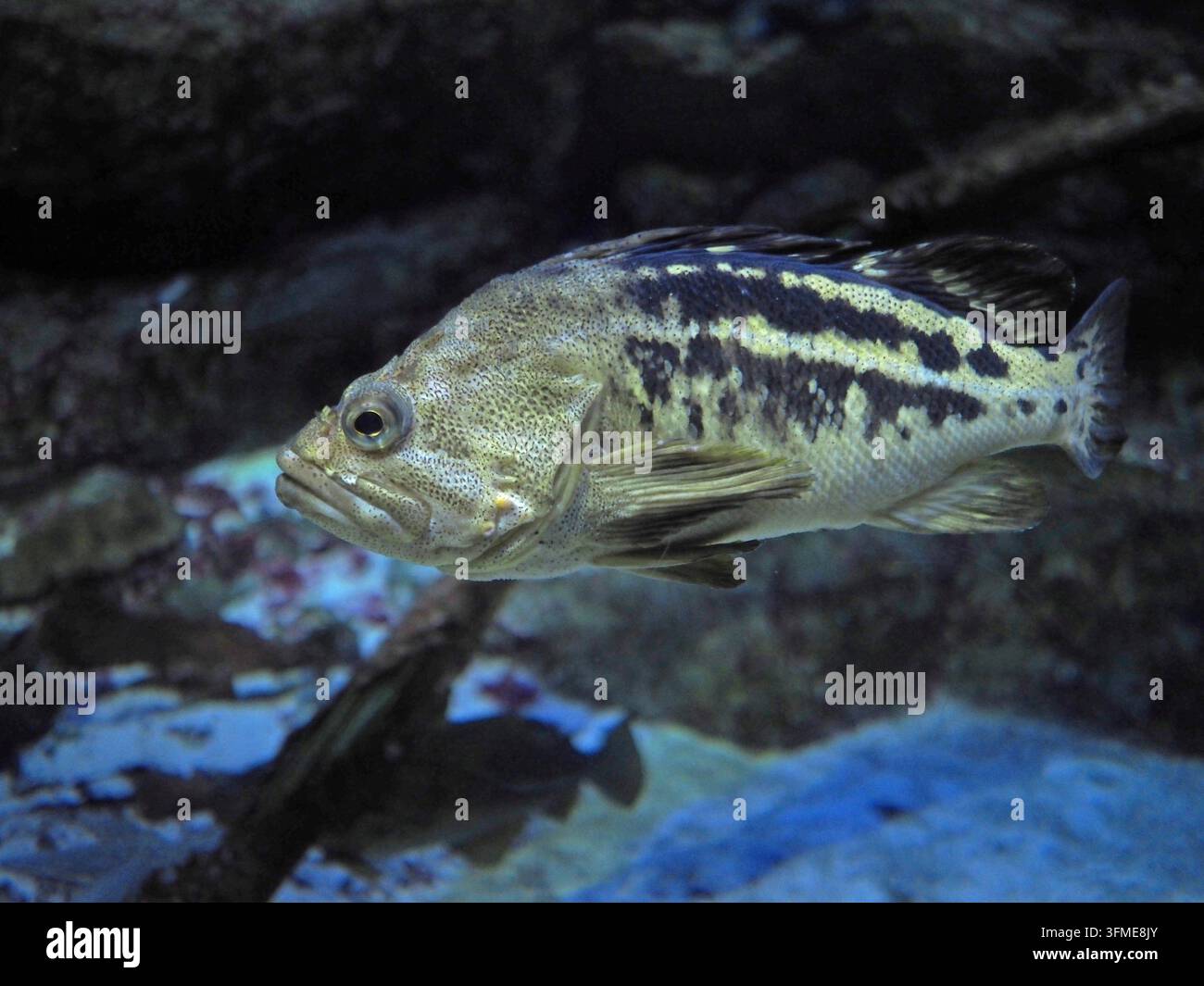 Brasato di mare, brasato di mare, primo piano. Foto Stock
