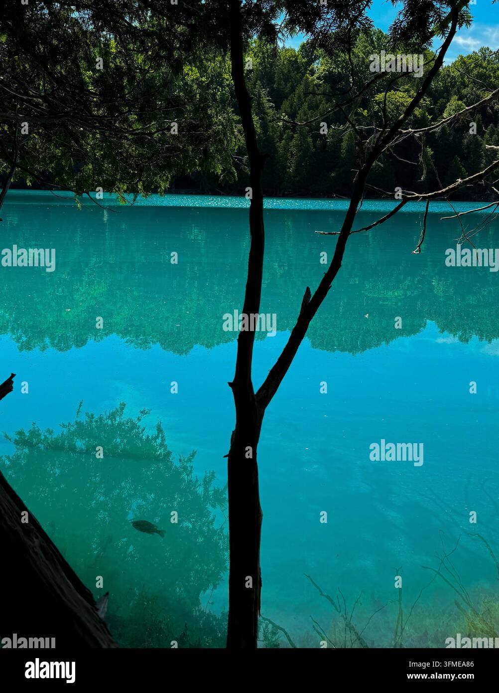 Un lago con acque blu limpide riflette il cielo luminoso. La scena include una sagoma di un albero ai margini. La vegetazione in sfondo mostra la - Immagine stock catturata con smartphone