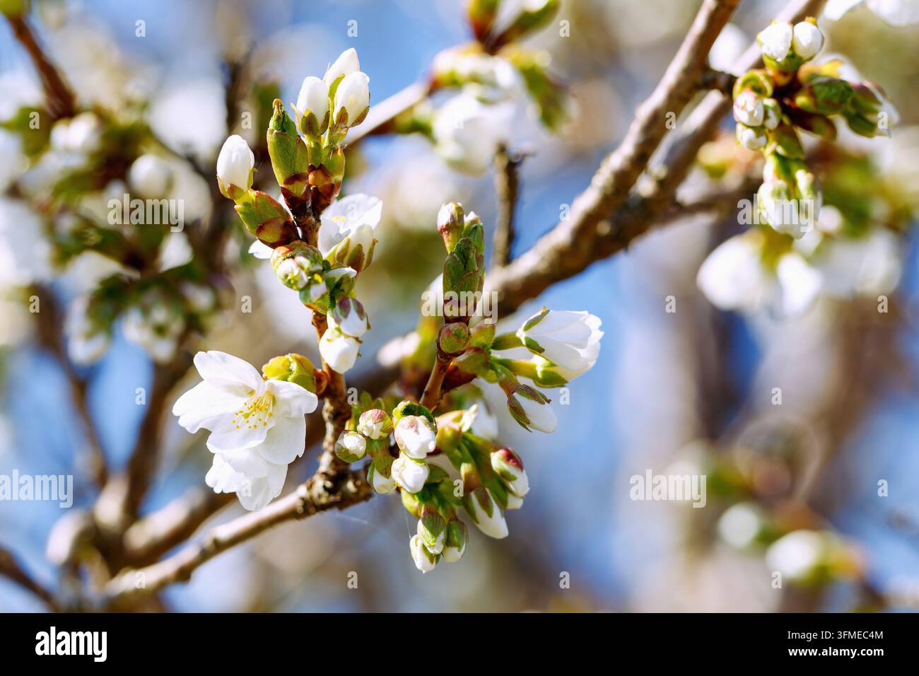 Rami di fiori di ciliegio dell'ibrido di ciliegio, Prunus incisa Thunb. x speciosa Ingram, Umineko Foto Stock