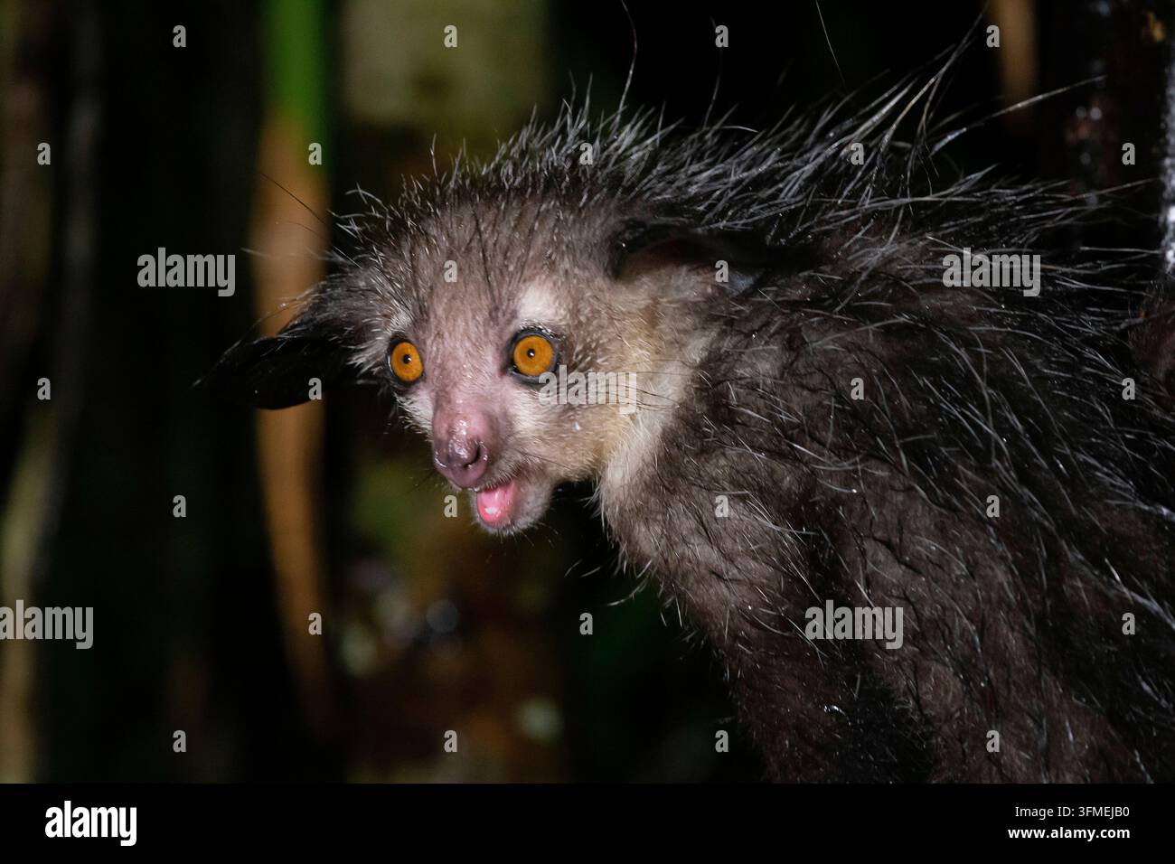 Uno dei rari lemuri di Aye-Aye che è solo notturno Foto Stock
