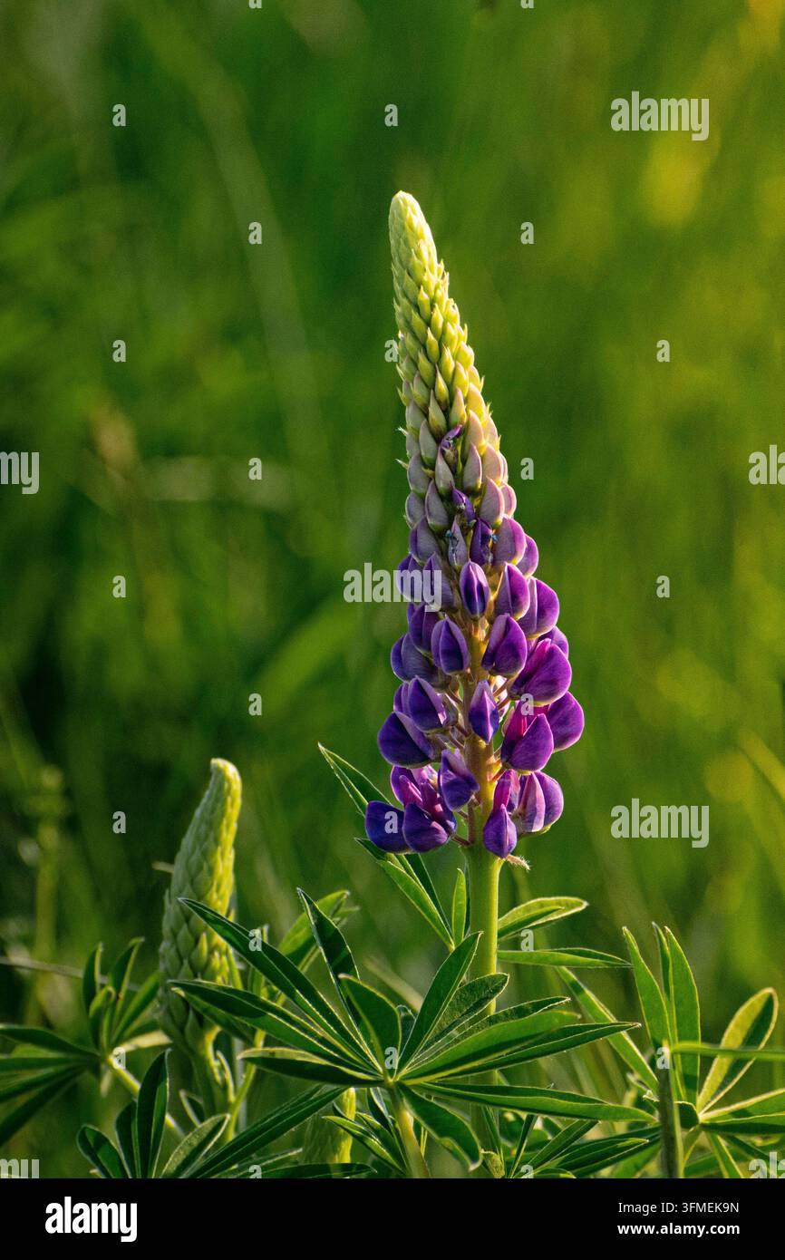 Il fiore di un albero di lupino alla luce del mattino Foto Stock