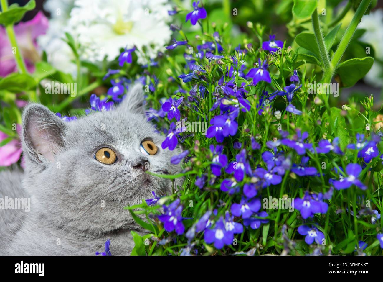 Gattino British shorthair grigio seduto su una roccia nell'erba, primo piano, su uno sfondo di petunie rosa Foto Stock