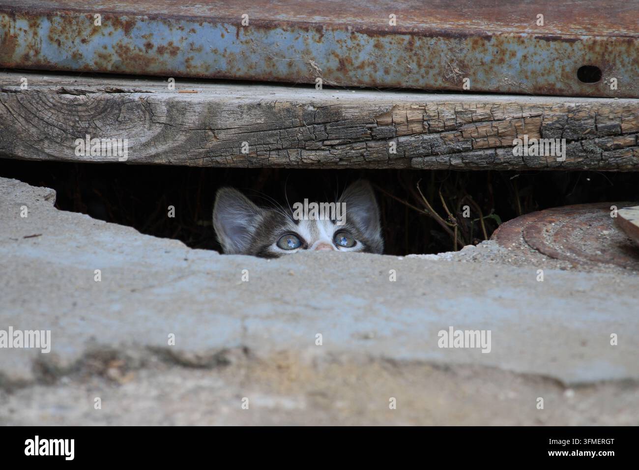 Un gattino curioso fa spuntare solo gli occhi e le orecchie dal suo nascondiglio sotto assi di legno e metallo arrugginito. Foto Stock