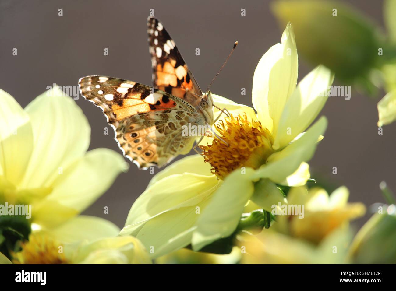 Fotografia a colori che mostra una farfalla (Vanessa cardui o simile) che si nutre di nettare nel centro giallo di un fiore con petali gialli Foto Stock
